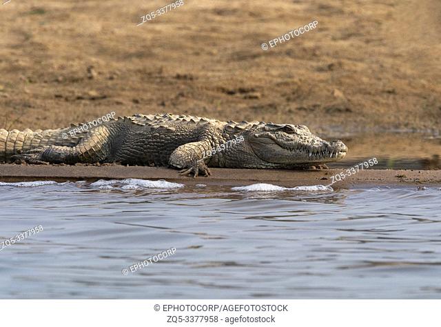 Mugger crocodile, Crocodylus palustris basking on the banks of Chambal river in Rajasthan, India
