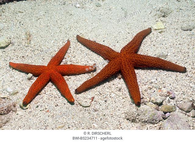 red Mediterranean sea star (Echinaster sepositus), two seastars lying in the sand, Croatia, Istria