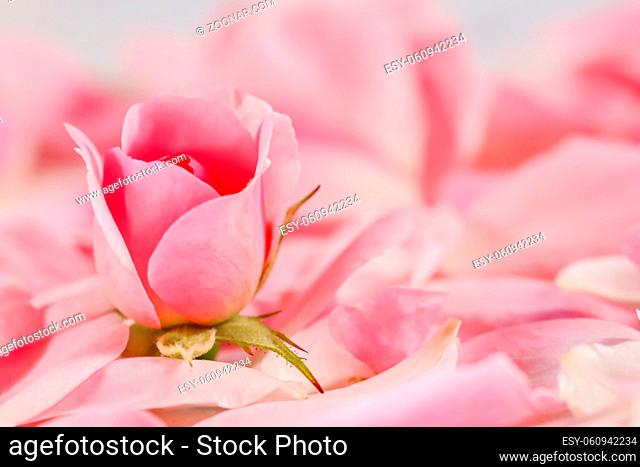 Botanical concept, invitation card - Soft focus, abstract floral background, bud of pink rose flower. Macro flowers backdrop for holiday brand design