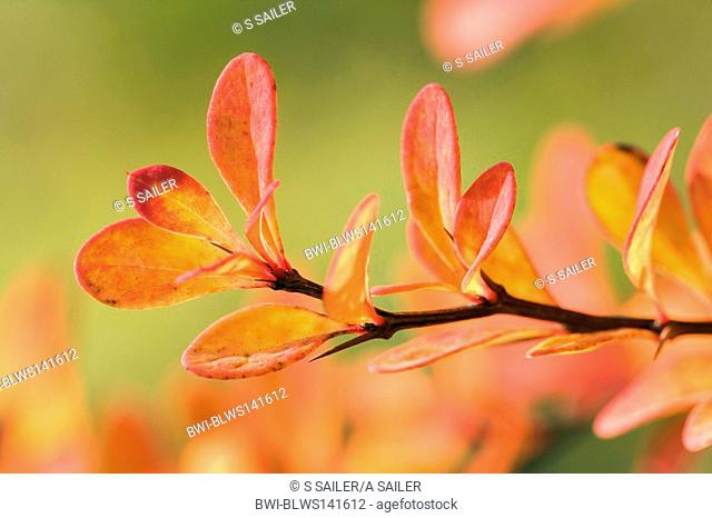 Japanese barberry Berberis thunbergii, autumn coloured twig and leaves, Germany