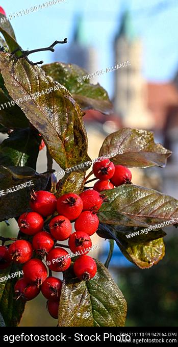 10 November 2021, Saxony-Anhalt, Freyburg: The red fruits of the plum-leaved hawthorn shine in front of the towers of the church of St