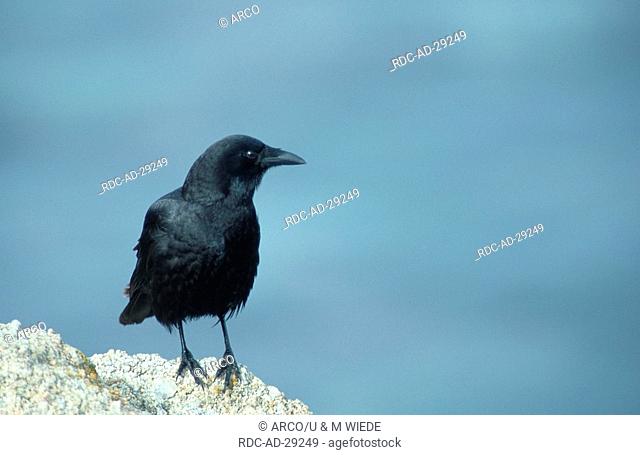 American Crow California USA Corvus brachyrhynchos