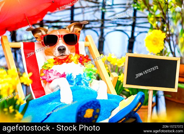 Jack russell dog relaxing on a fancy red hammock with sunglasses in summer or spring vacation holidays under umbrella on balcony at the terrace