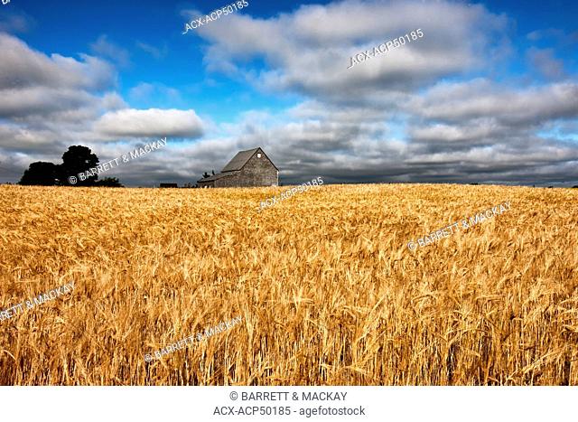 Barn and wheat Field, Guernsey Cove, Prince Edward Island, Canada