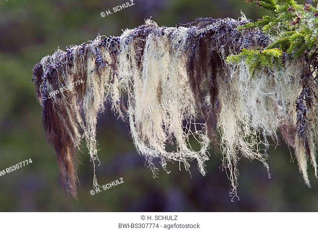 Old Man's Beard or Methuselah's Beard Lichen (Usnea longissima, Dolichousnea longissima), on a branch, Sweden, Kopparbergs Laen, Fulufjaellet National Park