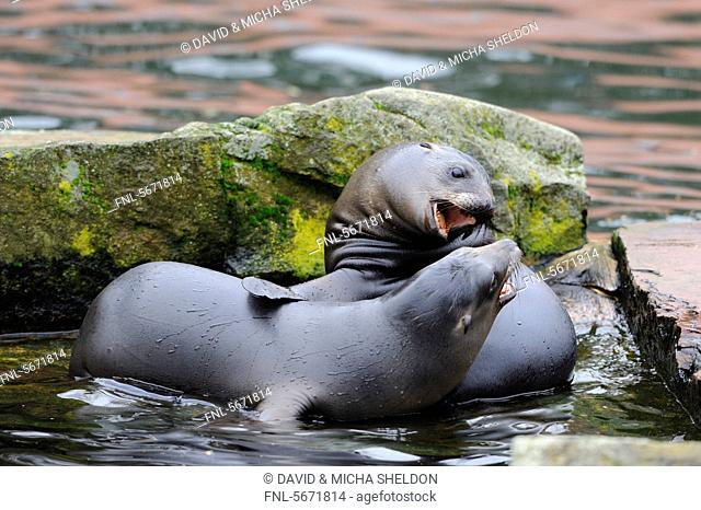 Two young California sea lions Zalophus californianus