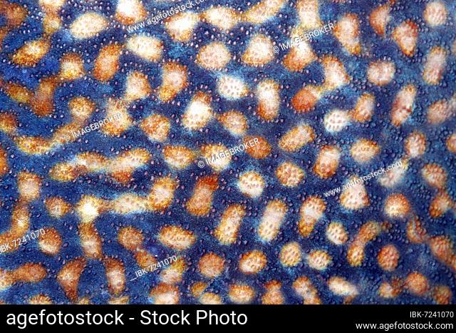 Scales, detail, blue (Pseudobalistes fuscus) stripe triggerfish, Banda Sea, Pacific Ocean, Saparua, Island, Moluccas, Indonesia, Asia