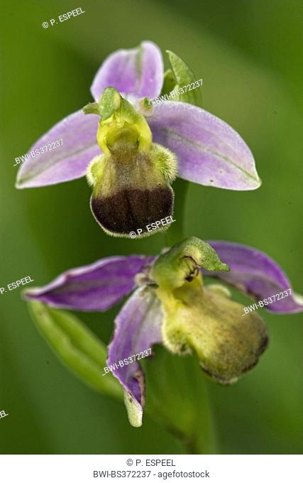 bee orchid (Ophrys apifera bicolor), bicolor, France