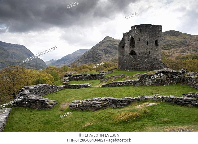 Ruined thirteenth century castle with keep, Dolbadarn Castle, Llanberis Pass, Snowdonia N P , North Wales, may