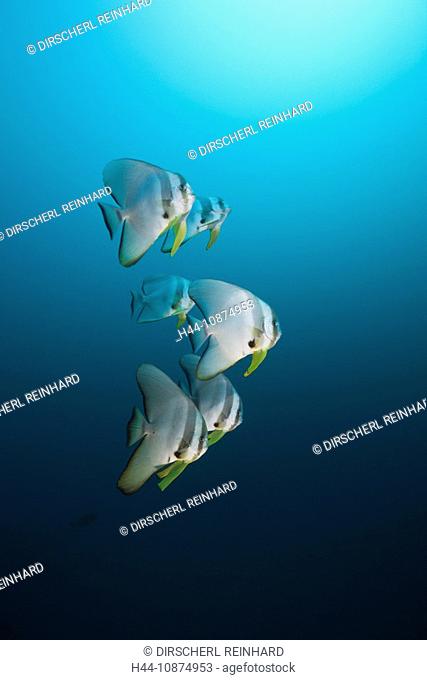 Langflossen-Fledermausfische, Platax teira, Nord Ari Atoll, Malediven, Longfin Batfish, Platax teira, North Ari Atoll, Maldives