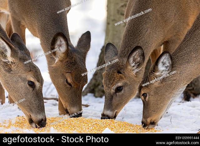 Deer. The white-tailed deer also known as the whitetail or Virginia deer in winter on snow. White tailed deer is the wildlife symbol of Wisconsin and game...