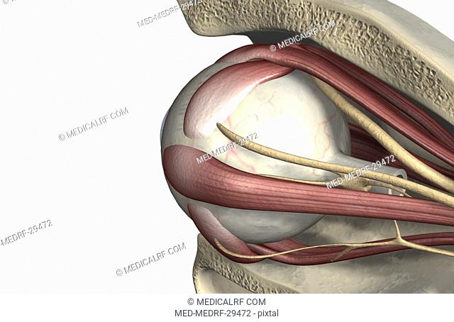 The muscles of the eye