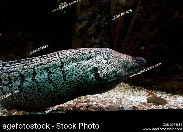 Fimbriated moray eel among the reef with the opened mouth