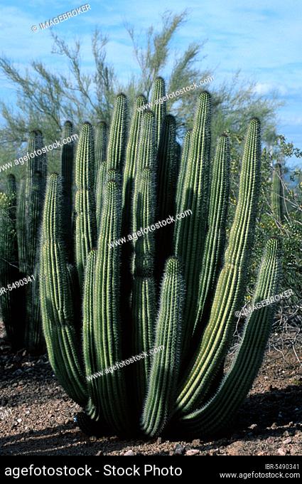 Organ pipe cactus (Stenocereus thurberi), Sonora Desert, Arizona, USA, North America
