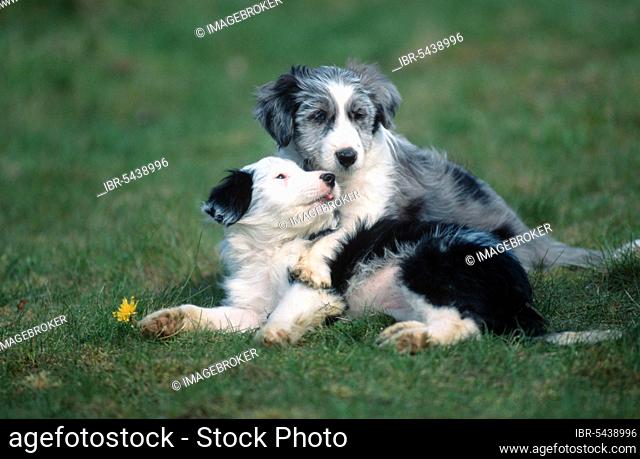 Mixed Breed Dogs, puppies, 8 weeks old (animals) (mammals) (mammals) (domestic dog) (domestic animal) (pet) (outside) (outdoor) (side) (meadow) (lie) (lying)...