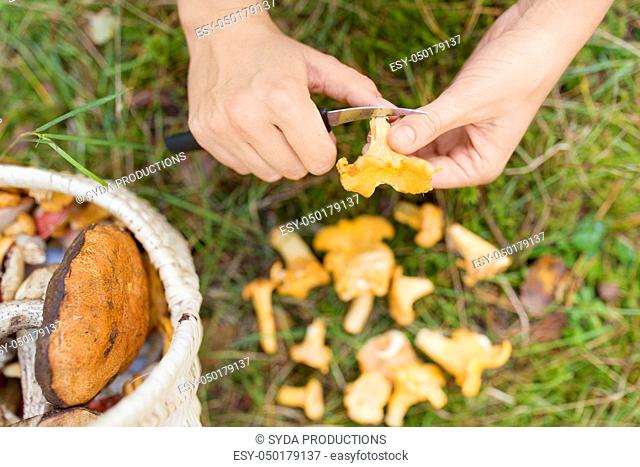hands with mushrooms and basket in forest