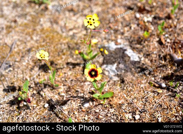 Annual rockrose or spotted rockrose (Tuberaria guttata or Helianthemum guttatum) is an annual plant native to Mediterranen region and British Islands