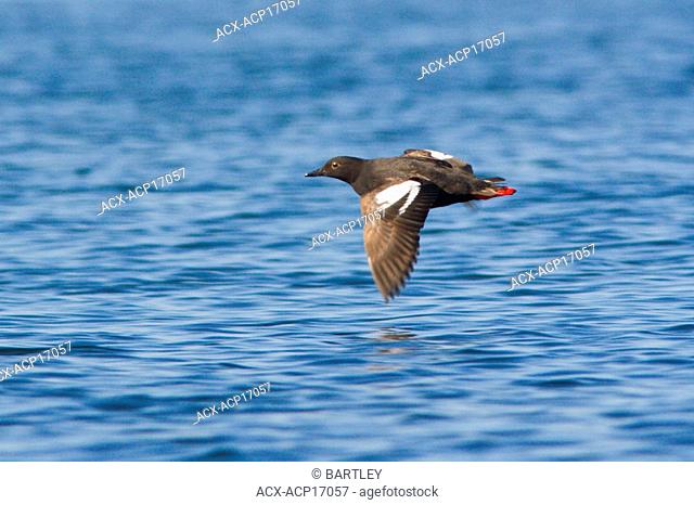 Pigeon Guillemot Cepphus columba flying over the water in Victoria, Vancouver Island, British Columbia, Canada