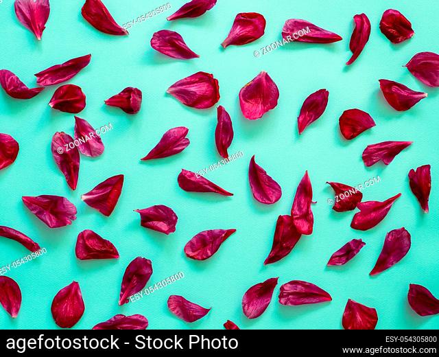 Red burgundy peony petals flat lay on blue-green turquoise background. Flower petals for minimal holiday concept. Creative layout made of flowers leaves
