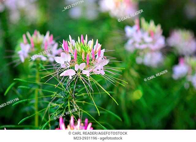 Among tall cleome flowers, one stands out, Pennsylvania, USA