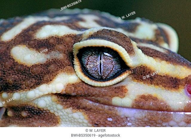 Leopard gecko (Eublepharis macularius), portrait, section