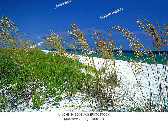 Sea oats on Perdido Key beach. Florida, USA