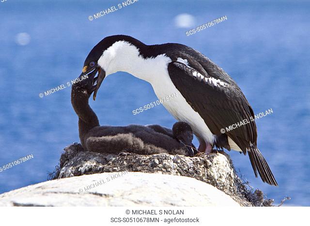 Adult Antarctic Shag, Phalacrocorax atriceps bransfieldensis from breeding colony on the Antarctic Peninsula It is also known as the Blue-eyed Shag and by many...
