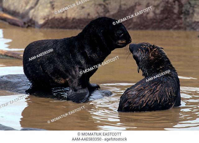 N. Fur Seal Pups frolicking in Tidal Pool (Callorhinus ursinus), St Paul Isl., Pribilofs, AK