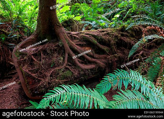 Ein Baum wächst auf einem abgestorbenen Baumstamm im gemäßigten Regenwald des Olympic National Park in Washington State USA