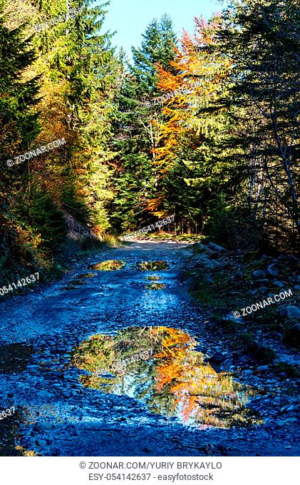 Rural road (with trees reflection in puddle) in autumn Carpathian Mountains (Guta, Ivano-Frankivsk oblast, Ukraine)