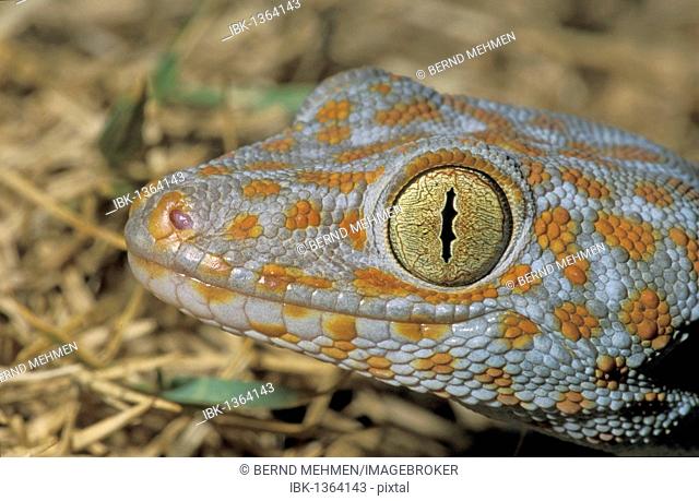 Tokay gecko (Gekko gecko), Khao Sok, Thailand, Southeast Asia