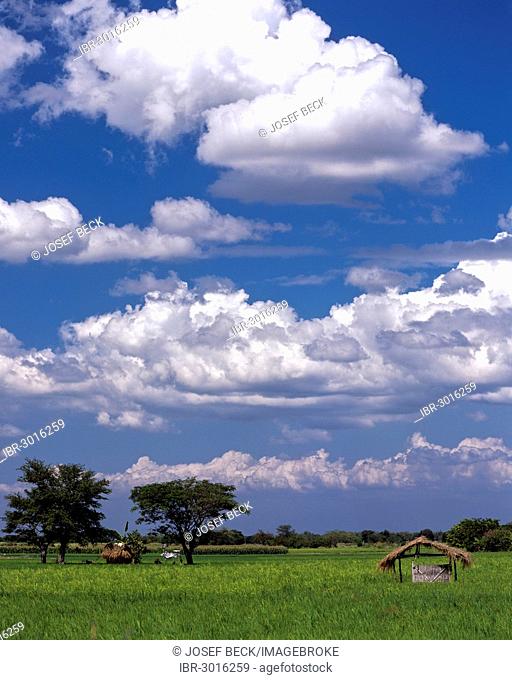 Rice fields in the province of Nueva Ecija, blue sky with clouds