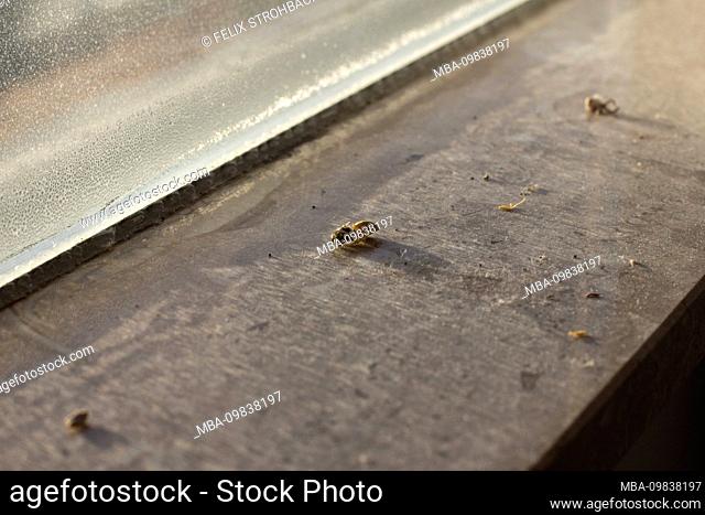 Dead insect on dusty windowsill