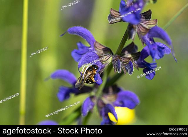 Sweat bee (Lasioglossum) drinking nectar on meadow clary (Salvia pratensis), Baselland, Switzerland, Europe