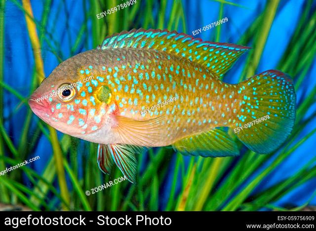 Portrait of freshwater cichlid fish (Hemichromis sp.) in aquarium