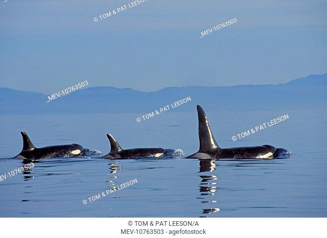 Killer Whale / Orca - pod. (Orcinus orca)