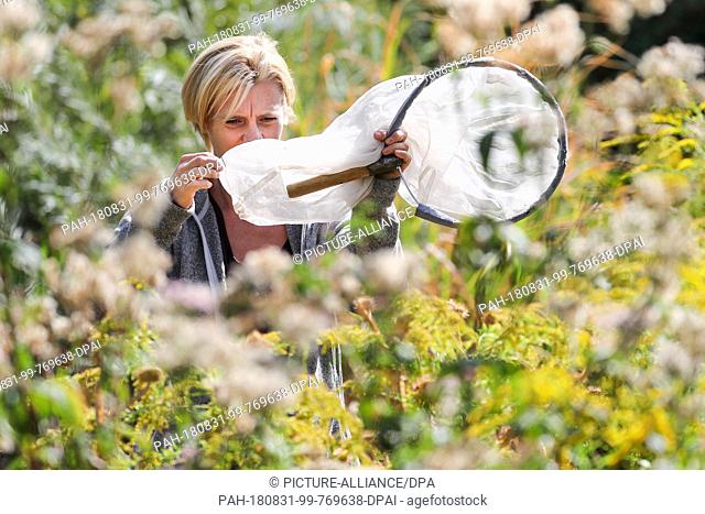 31 August 2018, Germany, Halle (Saale): Scientist Doreen Walther from the Centre for Agricultural Landscape Research (ZALF) is searching for mosquitoes in a...