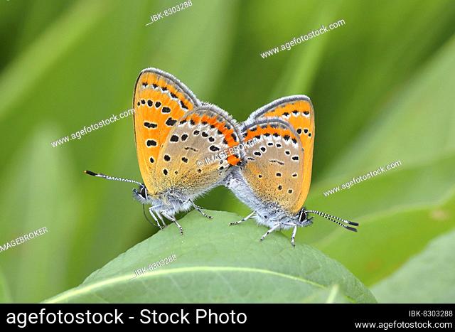 Blue iris fire butterfly (Lycaena helle), mating on leaf of a meadow plant, Red List BRD: 2 (critically endangered), North Rhine-Westphalia, Germany, Europe