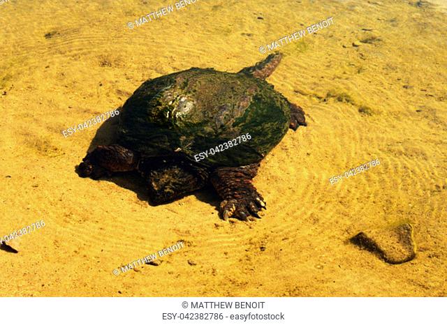 This is image three of three from a set of pictures taken of this Greenback Snapping Turtle found at a beach and headed for the water with the last image...