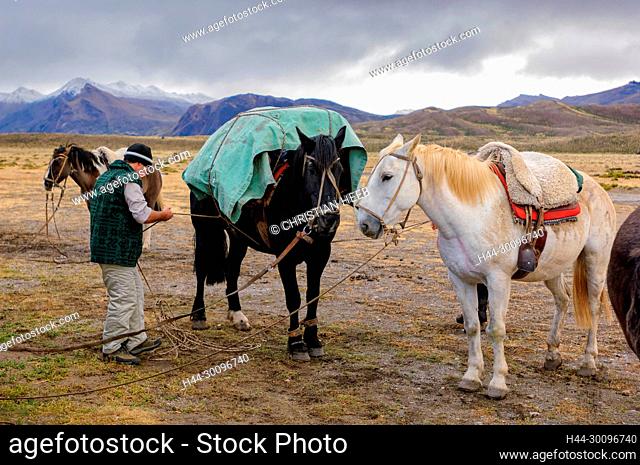 Argentina, Patagonia, Chubut, pack horses in the Andes