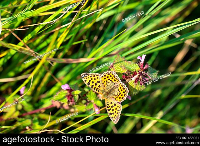 View of a small pearl butterfly on a meadow. A butterfly on a meadow, meadow plant. Beautiful butterflies of Germany