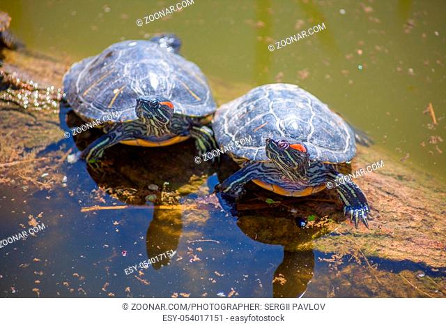 group of turtles at the pond on a log. background