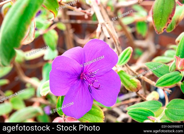 Tibouchina Urvilleana flower in Bloom