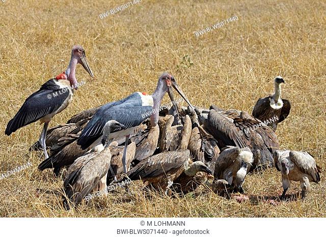 African white-backed vulture and Marabou Storch Gyps africanus, at carcass, Kenya, Masai Mara National Reserve
