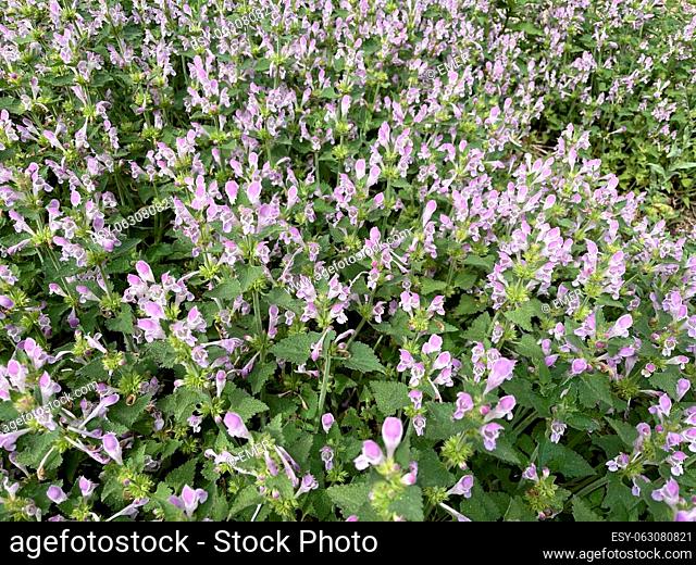 Gargano nettle, Lamium garganicum is a medicinal plant with purple flowers and is used in medicine as a medicine. Gargano dead nettle