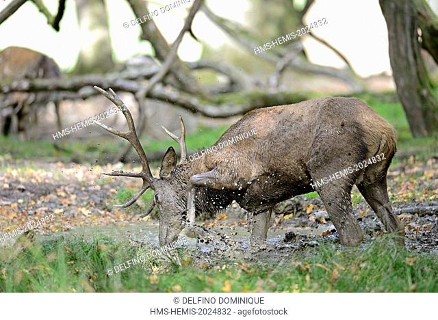 France, Moselle, Animal Park Saint Croix, Rhodes, red deer (Cervus elaphus), male at the time of slab letting off steam in a puddle in the woods