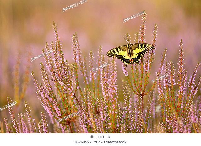 swallowtail Papilio machaon, sitting on heath, Germany, North Rhine-Westphalia
