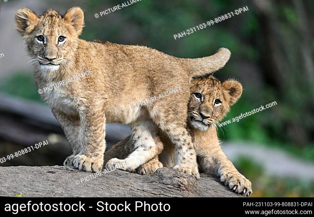 03 November 2023, Saxony, Leipzig: The lion cubs of the lioness Kigali at Leipzig Zoo cuddle in the enclosure in the morning