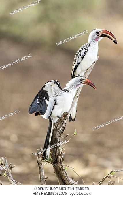 Kenya, Samburu Game Reserve, red-billed Hornbill (Tockus erythrorhynchus), feeding