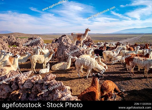 Lamas Lamas herd in Eduardo Avaroa National Park, Bolivia